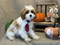 Kai, a male Cavapoo for sale in Center Ridge, AR – 2 of 6