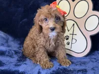 Moana, a female Cavapoo for sale in Center Ridge, AR – 5 of 9