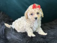Paloma, a female Bichpoo for sale in Center Ridge, AR – 5 of 7