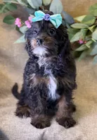 Maui, a female Bichon Frise and Cavapoo for sale in Center Ridge, AR – 3 of 10