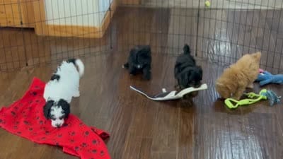 Rayne, a female Cavalier King Charles Spaniel and Poochon for sale in Center Ridge, AR – 7 of 8
