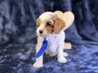 Glacier, a male Cavapoo for sale in Center Ridge, AR – Photo 5 of 8