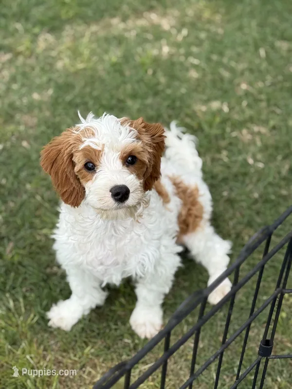 Glacier – Cavapoo puppy for sale in Center Ridge, AR