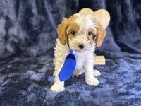 Glacier, a male Cavapoo for sale in Center Ridge, AR – Photo 4 of 8