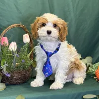 Glacier, a male Cavapoo for sale in Center Ridge, AR – Photo 8 of 10