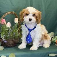 Glacier, a male Cavapoo for sale in Center Ridge, AR – Photo 10 of 10