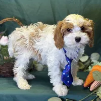 Glacier, a male Cavapoo for sale in Center Ridge, AR – Photo 3 of 10