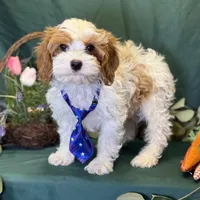 Glacier, a male Cavapoo for sale in Center Ridge, AR – Photo 2 of 10