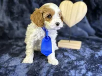 Glacier, a male Cavapoo for sale in Center Ridge, AR – Photo 7 of 8