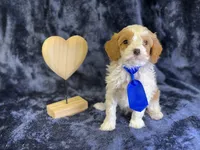Glacier, a male Cavapoo for sale in Center Ridge, AR – Photo 1 of 8