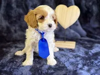 Glacier, a male Cavapoo for sale in Center Ridge, AR – Photo 8 of 8