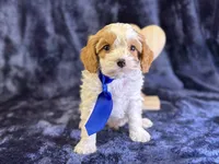 Glacier, a male Cavapoo for sale in Center Ridge, AR – Photo 6 of 8