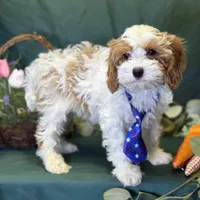 Glacier, a male Cavapoo for sale in Center Ridge, AR – Photo 1 of 10