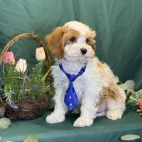 Glacier, a male Cavapoo for sale in Center Ridge, AR – Photo 9 of 10