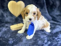 Glacier, a male Cavapoo for sale in Center Ridge, AR – Photo 2 of 8