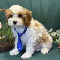 Glacier, a male Cavapoo for sale in Center Ridge, AR – Photo 5 of 10