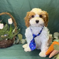 Glacier, a male Cavapoo for sale in Center Ridge, AR – Photo 4 of 10