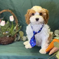 Glacier, a male Cavapoo for sale in Center Ridge, AR – Photo 6 of 10