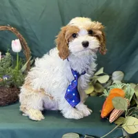 Glacier, a male Cavapoo for sale in Center Ridge, AR – Photo 7 of 10