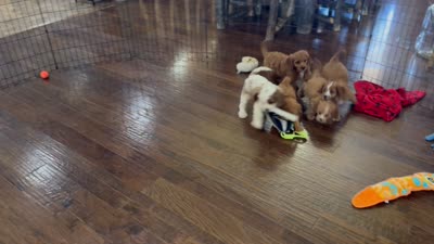 Barley, a male Cavapoo for sale in Center Ridge, AR – 7 of 7