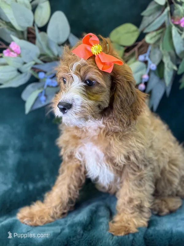 Haven – Cavapoo puppy for sale in Center Ridge, AR