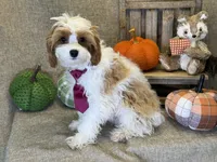 Kai, a male Cavapoo for sale in Center Ridge, AR – 4 of 6