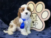 Tatum, a male Cavapoo for sale in Center Ridge, AR – 4 of 10