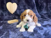 processed/4036fa3e-9181-4ca7-ac18-5e83269d62f8/listing/6e9b719b-d9a7-4dc8-8428-5bcac84f1c46/1f20bd4d-a357-426e-a188-9760b7b278f2