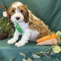 Pine, a male Cavapoo for sale in Center Ridge, AR – Photo 9 of 10
