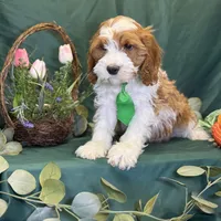 Pine, a male Cavapoo for sale in Center Ridge, AR – Photo 7 of 10