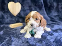 processed/4036fa3e-9181-4ca7-ac18-5e83269d62f8/listing/6e9b719b-d9a7-4dc8-8428-5bcac84f1c46/49dfbab0-412a-47a5-aef6-c8bd43f8cfb6