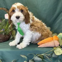 Pine, a male Cavapoo for sale in Center Ridge, AR – Photo 6 of 10