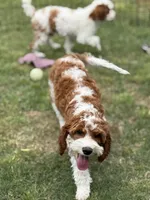 Pine, a male Cavapoo for sale in Center Ridge, AR – 8 of 10