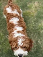Pine, a male Cavapoo for sale in Center Ridge, AR – 6 of 10