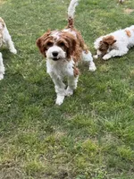 Pine, a male Cavapoo for sale in Center Ridge, AR – 1 of 10