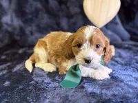 processed/4036fa3e-9181-4ca7-ac18-5e83269d62f8/listing/6e9b719b-d9a7-4dc8-8428-5bcac84f1c46/80d766bb-a790-41f9-a0de-ae398809475f