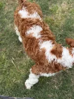 Pine, a male Cavapoo for sale in Center Ridge, AR – 7 of 10