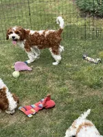 Pine, a male Cavapoo for sale in Center Ridge, AR – 2 of 10