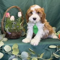 Pine, a male Cavapoo for sale in Center Ridge, AR – Photo 5 of 10