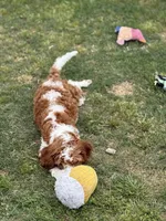 Pine, a male Cavapoo for sale in Center Ridge, AR – 3 of 10