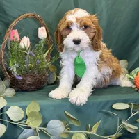 Pine, a male Cavapoo for sale in Center Ridge, AR – Photo 10 of 10