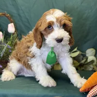 Pine, a male Cavapoo for sale in Center Ridge, AR – Photo 3 of 10