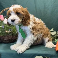 Pine, a male Cavapoo for sale in Center Ridge, AR – Photo 4 of 10