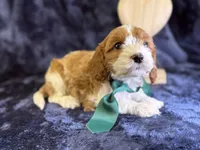 processed/4036fa3e-9181-4ca7-ac18-5e83269d62f8/listing/6e9b719b-d9a7-4dc8-8428-5bcac84f1c46/bd2668c4-defa-4cf0-a9a8-e9a660fb60ec