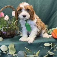 Pine, a male Cavapoo for sale in Center Ridge, AR – Photo 8 of 10