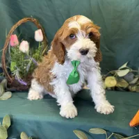 Pine, a male Cavapoo for sale in Center Ridge, AR – Photo 1 of 10