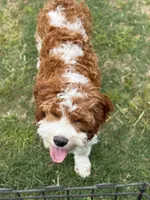 Pine, a male Cavapoo for sale in Center Ridge, AR – 4 of 10
