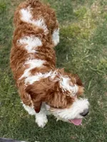 Pine, a male Cavapoo for sale in Center Ridge, AR – 5 of 10