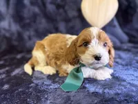 processed/4036fa3e-9181-4ca7-ac18-5e83269d62f8/listing/6e9b719b-d9a7-4dc8-8428-5bcac84f1c46/fe3934f6-0b16-4935-92ca-bbbe2825f7e4