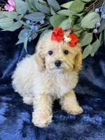 Paloma, a female Bichpoo for sale in Center Ridge, AR – 7 of 9